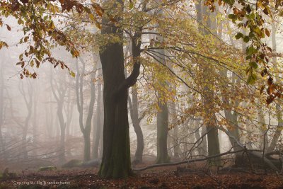 Mistig beukenreservaat - Beech reserve, fog