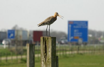 Grutto - Black-tailed Godwit