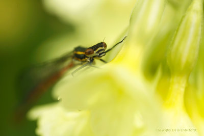 Vuurjuffer - Red damselfly