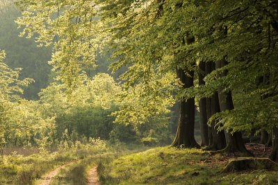 Bospad - Forest path