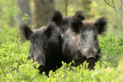 Wild zwijn - Wild Boar