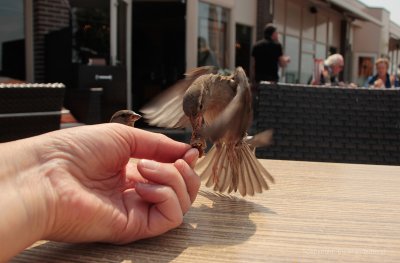 Huismus - House Sparrow