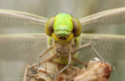 Emperor Dragonfly - Grote Keizerlibel