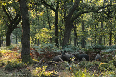 Eikenbos met Wild zwijn - Wild boar in an oak forest