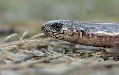 Hazelworm - Slow Worm