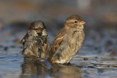 House Sparrow - Their Life