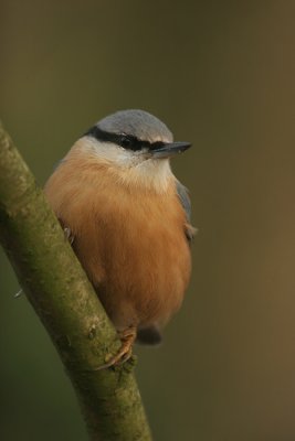 Nuthatch - Boomklever