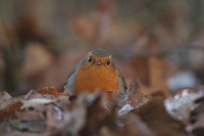 Robin - Roodborst
