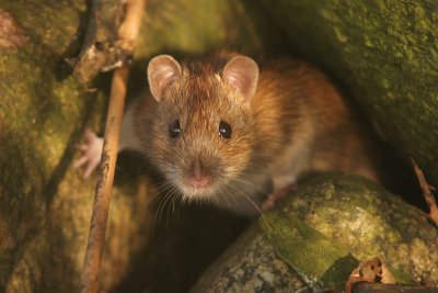 Brown rat - Bruine rat