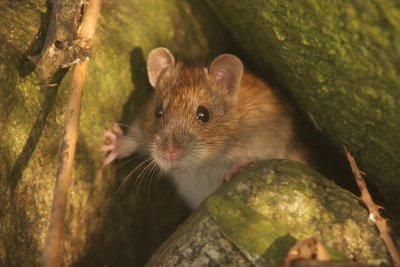 Brown rat - Bruine rat