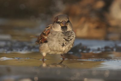 House sparrow - Huismus