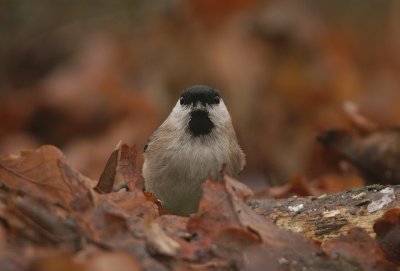 Marsh tit - Glanskop
