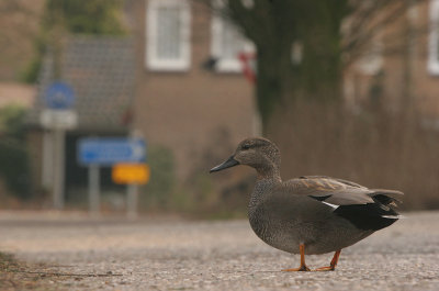 Gadwall - Krakeend