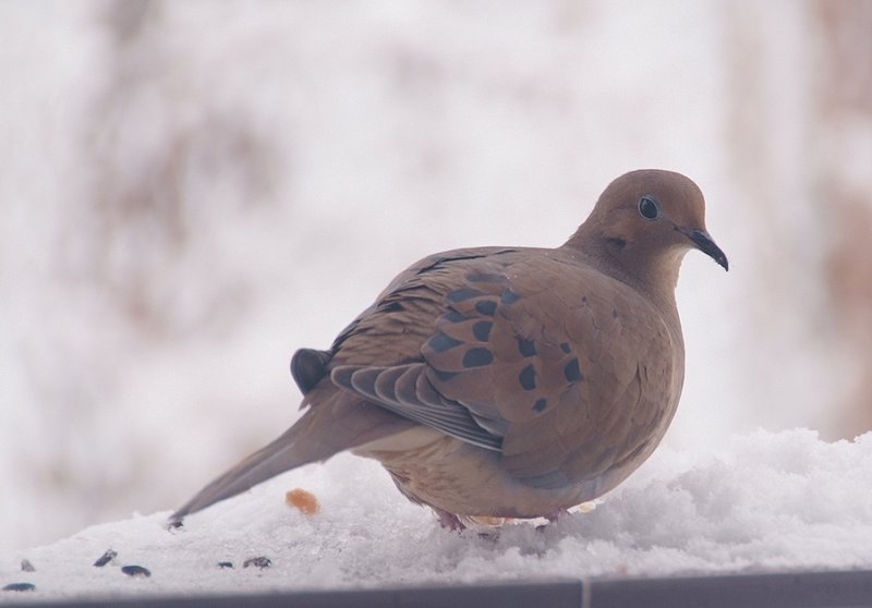 Mourning Dove