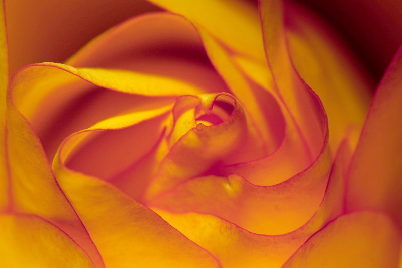 Rose #2