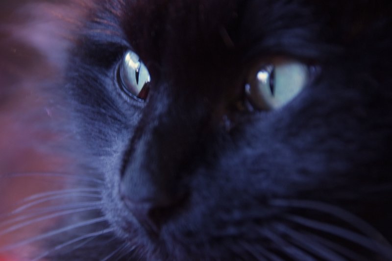 Pussycat Eyes