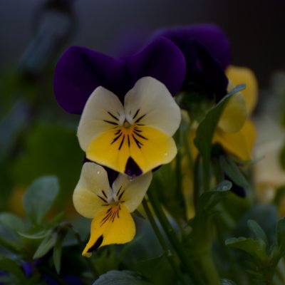 Pansies...