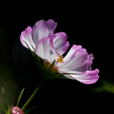 Day 184  Cosmos #2