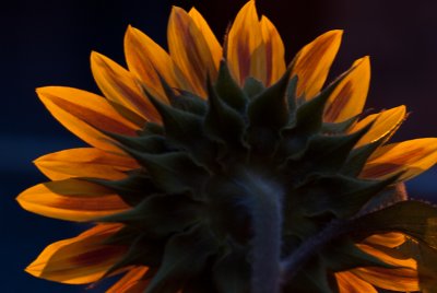 Day 188  Sunflower #2