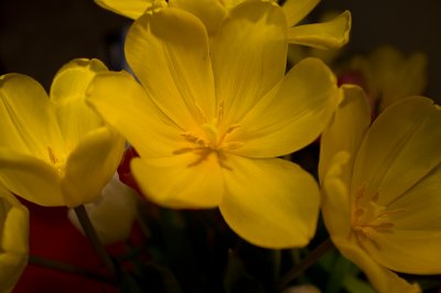 Posies