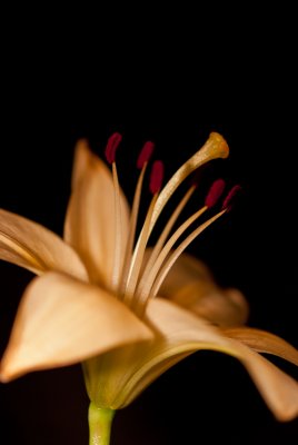 Lily