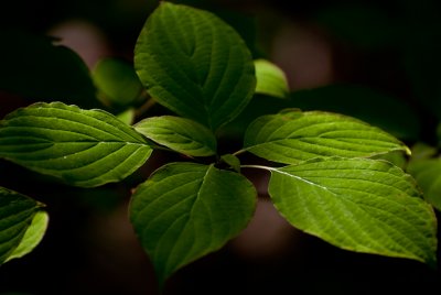 Dogwood