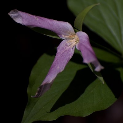 Trillium