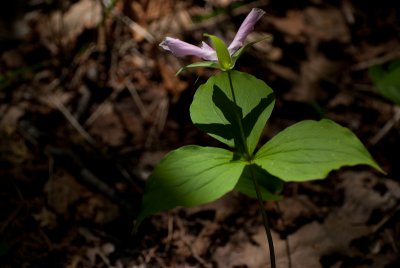 Trillium