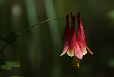 Columbine