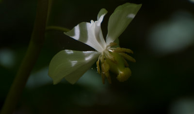 May Apple