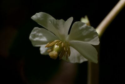 May Apple
