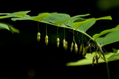 Solomon's Seal