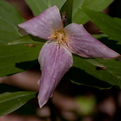 Trillium