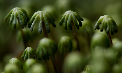 Liverwort