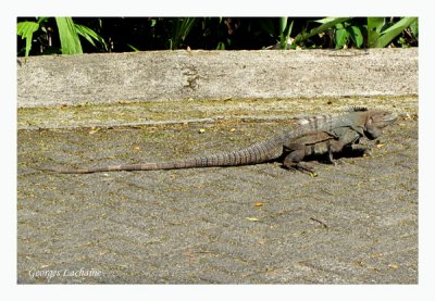 Iguane sp.