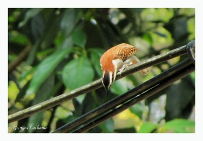 Troglodyte  nuque rousse - Rufous-naped Wren