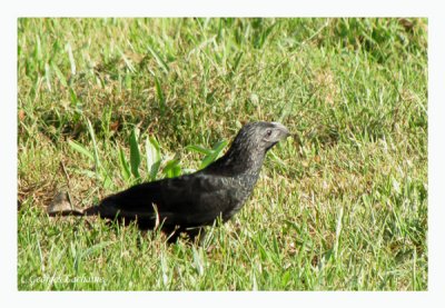 Ani  bec cannel - Groove-billed Ani