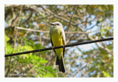 Tyran mlancolique - Tropical Kingbird