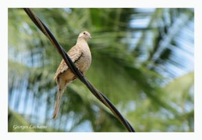 Colombe inca - Inca Dove