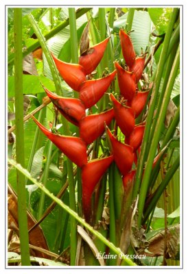 Heliconia stricta