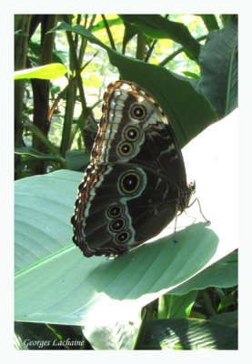 Un papillon Morpho