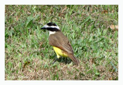 Tyran quiquivi - Great Kiskadee