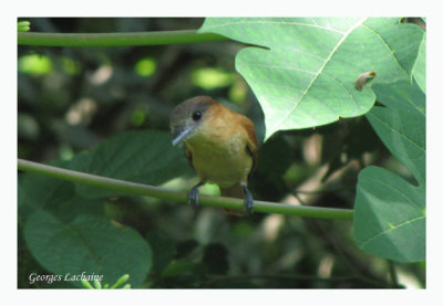 Bcarde  gorge rose - Rose-throated Becard