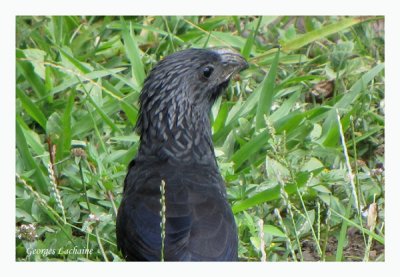 Ani  bec cannel - Groove-billed Ani
