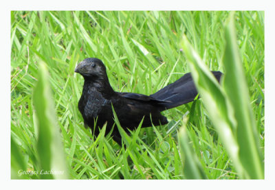 Ani  bec cannel - Groove-billed Ani