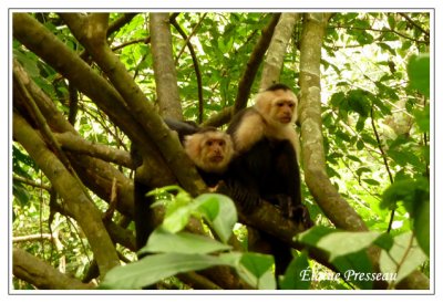 Capucins  face blanche - Capuchin monkey