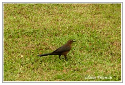 Quiscale  longue queue - Great-tailed Grackle