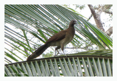 Ortalide  tte grise - Grey-headed Chachalaca