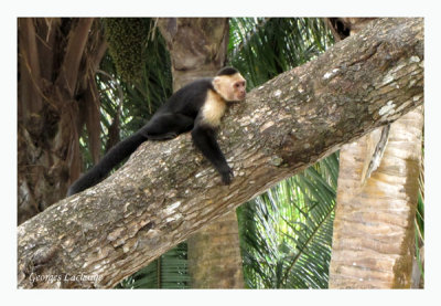 Capucins  face blanche - Capuchin monkey