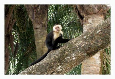 Capucins  face blanche - Capuchin monkey